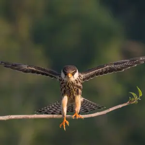 Amur falcon (Falco amurensis), Tengragiri Wildlife Sanctuary