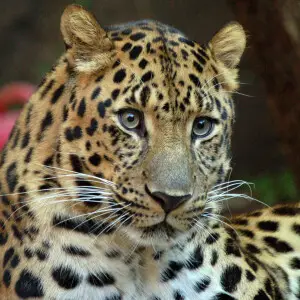 Panthera pardus orientalis, Philadelphia Zoo

  Hlava levharta mand?usk?ho ze Zoo Philadelphia