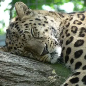 Amur leopard having a cat nap in the afternoon.