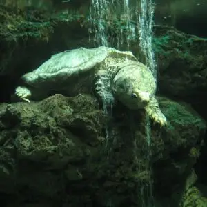 An Alligator Snapping Turtle...
