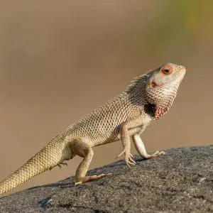 An Oriental Garden Lizard basking in the sun