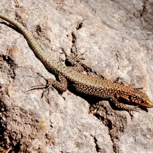 A juvenil Danford's Lizard (Anatololacerta danfordi). Canyon Kayaci, Mersin - Turkey.