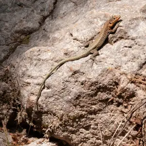 A juvenil Danford's Lizard (Anatololacerta danfordi). Canyon Kayaci, Mersin - Turkey.