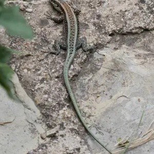 Danford's Lizard (Anatololacerta danfordi). Obruk Waterfall NP, Saimbeyli - Adana, Turkey.