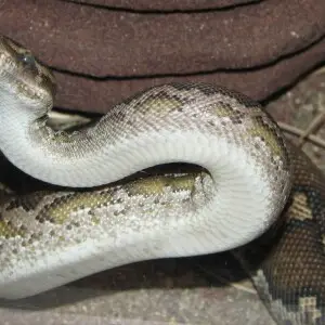 Python anchietae (Angolian Python)