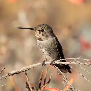 anna's hummingbird - santa barbara