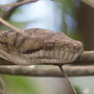 Amethystine Python - Facts, Diet, Habitat & Pictures on Animalia.bio