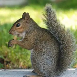 annoying squirrel with his stolen french fry