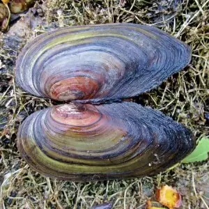 Anodonta cygnea (Unionidae) - (empty shell), Elst (Gld) - De Park, the Netherlands