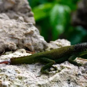 An Anolis extremus with a missing tail