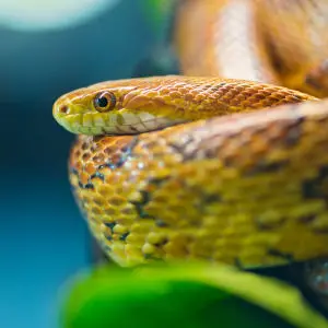 Another corn snake