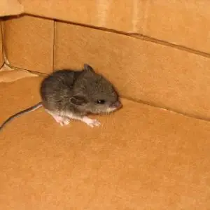 another mouse