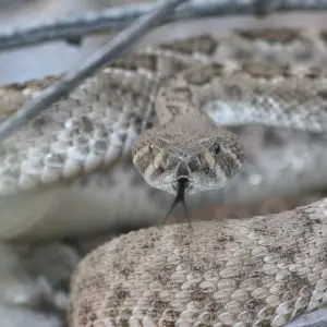 Another Rattlesnake Picture