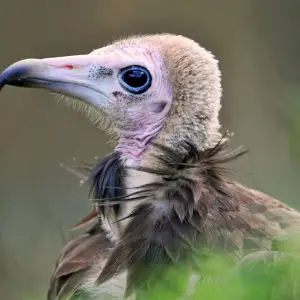 Another vulture