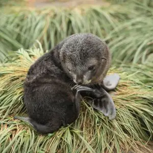 Antarctic Fur Seal pup amid Tussock Grass