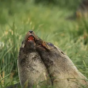 Antarctic Fur Seals playing in Tussock Grass