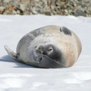Weddell Seal photo