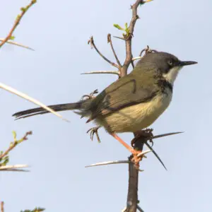 Bar-throated Apalis in Addo Elephant National Park, Eastern Cape