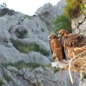 Aquila fasciata on nest - artificial nesting place - Balearic Islands