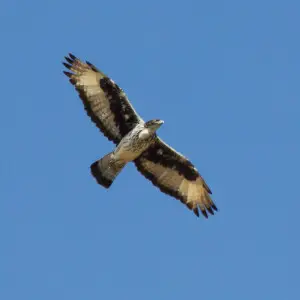 A adult African Hawk-Eagle flying in Kenya.