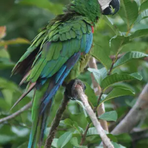 Chestnut-fronted Macaw or Severe Macaw in south Columbia.