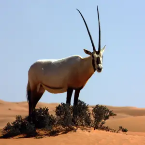 Arabian oryx (oryx leucoryx)