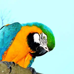 Arara-de-barriga-amarela
