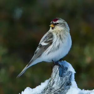 Arctic Redpoll - Finland_S4E4666