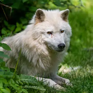 Arctic wolf in the vegetation