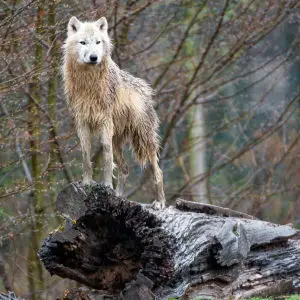 Arctic wolf on the rock!