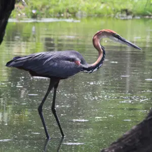 Goliath heron - Facts, Diet, Habitat & Pictures on Animalia.bio