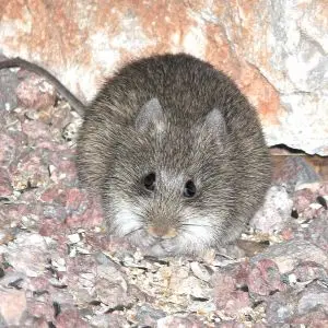 ARIZONA COTTON RAT (Sigmodon arizonae) (4-9-14) 78 circulo montana, patagonia lake ranch estates, scc, az -02
