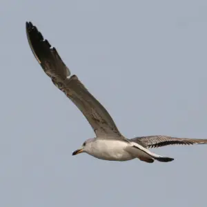 Armenian Gull juvenile in flight, near Sevan lake