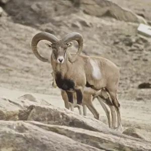 Armenian Mouflon