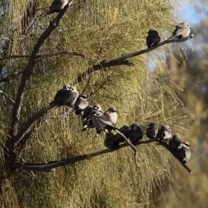Black-faced Woodswallow (Artamus cinereus), Northern Territory, Australia