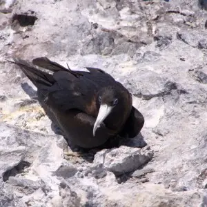 Ascension Frigatebird on egg Southeast Bay