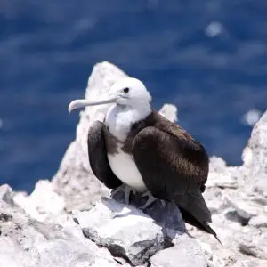 Ascension Frigatebird, Southeast Bay  This is a juvenile. Both male and female adults have a dark head. See: Walbridge, Grahame; Small, Brian; McGowan, Robert Y (2003). "From the Rarities Committee?s files: Ascension Frigatebird on Tiree ? new to the West