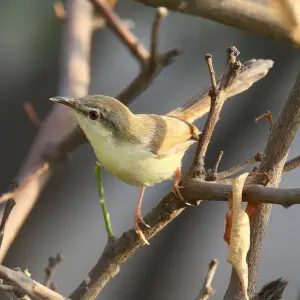 Ashy prinia - Facts, Diet, Habitat & Pictures on Animalia.bio