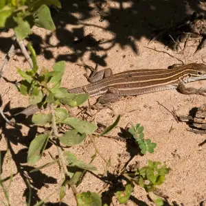 Desert Grassland Whiptail Lizard - Facts, Diet, Habitat & Pictures on Animalia.bio