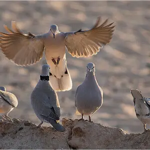 Doves at waterhole