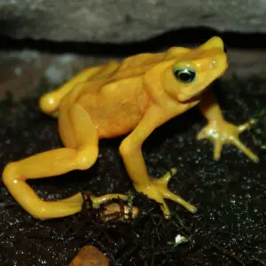 Panamanian Golden Frog (Atelopus zeteki)