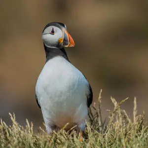 Atlantic Puffin