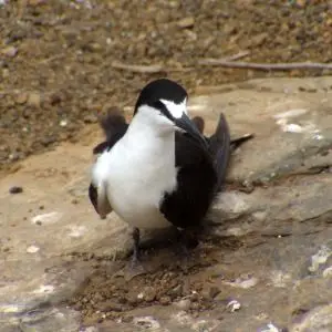 Atlantic Sooty Tern  {Sterna fuscata}