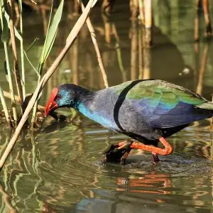 Austin Roberts Bird Sanctuary, New Muckleneuk, Pretoria