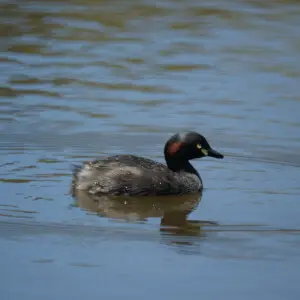 Tachybaptus novaehollandiae
