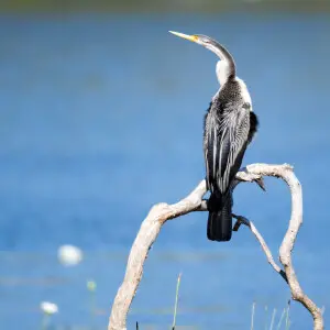 Very pretty feathers on the back. Western Cape York