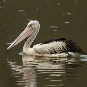 Australian Pelican - Atherton Tablelands - Queensland_S4E8187