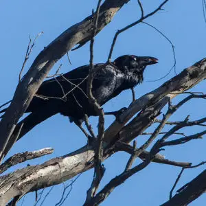 Australian Raven - Deniliquin - Victoria_S4E2667