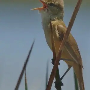 Warbler Reed sings