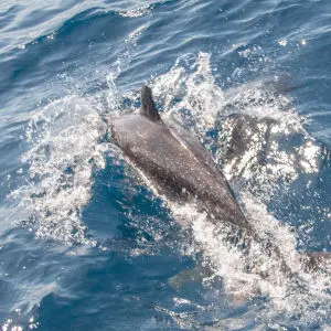 Avistamiento de delfines Costa de Mogán Delfín Moteado Stenella frontales